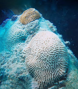 نقل وإعادة توطين الشعاب المرجانية في ميناء خليفة