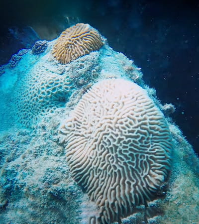 Live Reef Coral Relocation