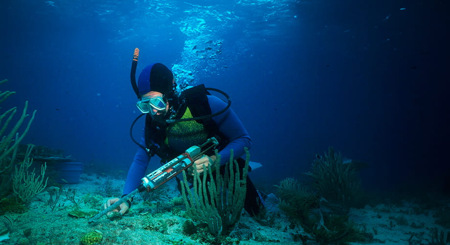 AD Ports Group & NYU Abu Dhabi Issue "Coral Relocation in the Arabian Gulf” Report