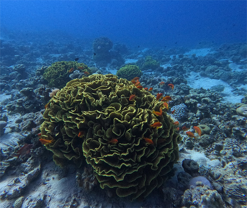 The-Gulf-of-Aqaba