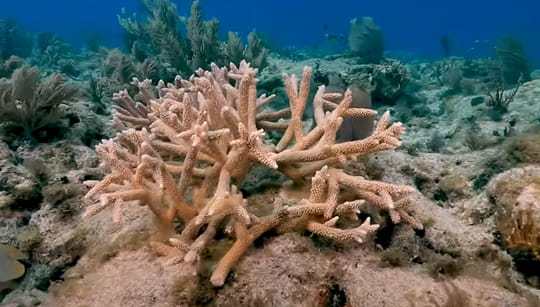 protection of coral khalifa port