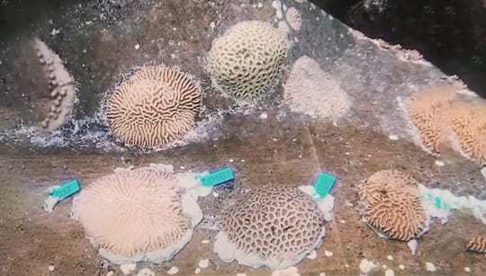 Coral Reefs Successfully Relocated